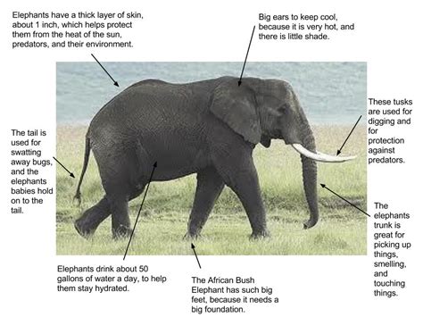 Adaptations - Ecology of the African bush elephant