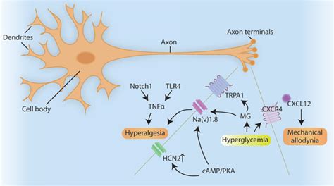 Diabetic neuropathy in axon terminals. Notch and TLR4 promotes the ...