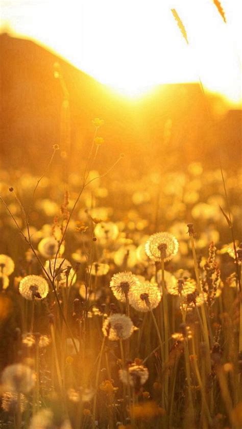 Nature Dandelion Sunlight Field iPhone 5s Wallpaper Download