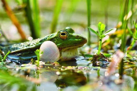 pacific tree frog sounds