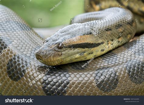 Green Anaconda Snake Stock Photo 1097222495 | Shutterstock