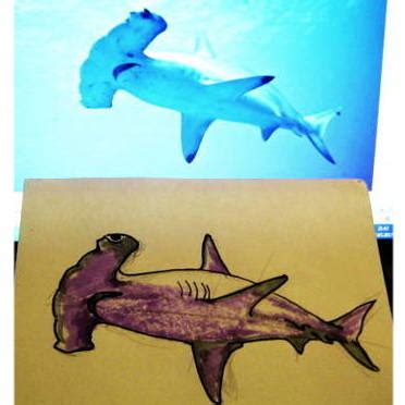 Hammerhead Shark Drawing Steps