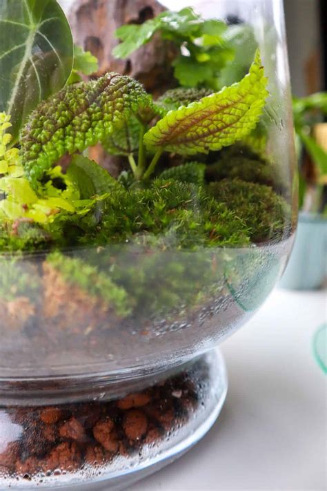 How to Use Leca in Terrariums (Drainage Layer Guide)