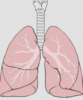 Cystic Fibrosis treatment: lung transplant facts and member experiences