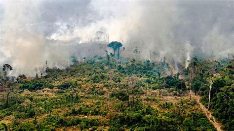 Amazon rainforest releases more CO2 than it absorbs: climate change