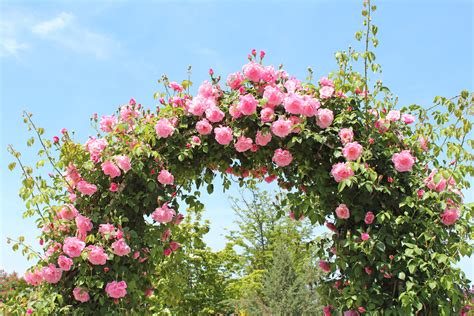 Picking Roses for Your Home Rose Garden | Kellogg Garden Organics™