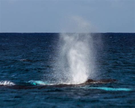 whale_airplane - Wild Side Specialty Tours, Oahu, Hawaii