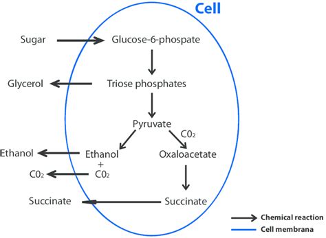 Recommendation Yeast Fermentation Equation Lyfe Support Blogspot