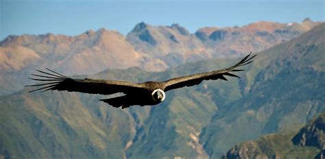 Andean Condor: Characteristics, Diet, Facts & More [Fact Sheet]