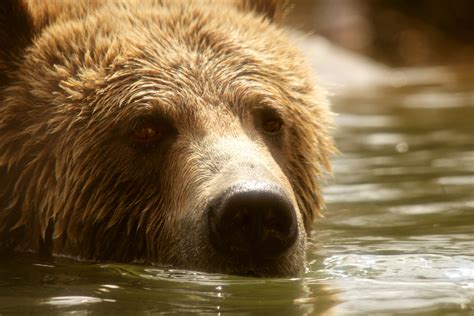 Grizzly Bear Swimming Free Stock Photo - Public Domain Pictures