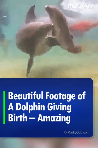 40316-Pin-C-Beautiful-Footage-of-A-Dolphin-Giving-Birth-–-Amazing ...