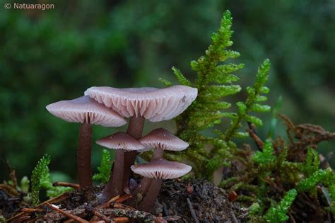 Mycena pura | Stuffed mushrooms, Mushroom fungi, Fungi