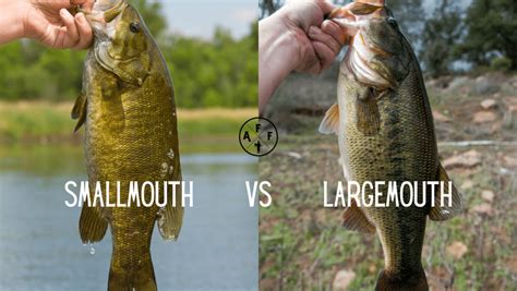 Smallmouth Vs. Largemouth Bass (Differences) | Bass Fishing 101