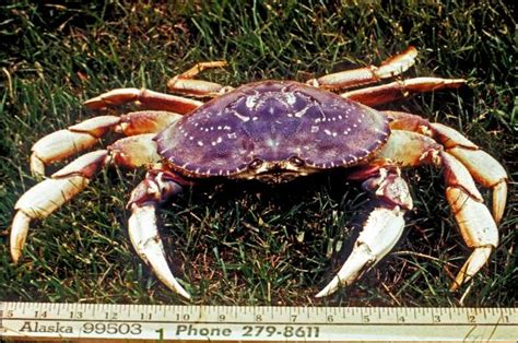 3. Dungeness Crabs | Encyclopedia of Puget Sound