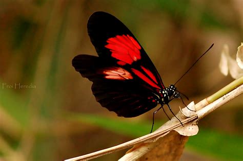 Mariposas exoticas - Imagui