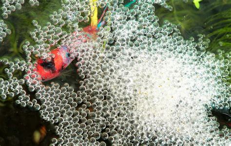 Why Do Bettas Make Bubble Nests? — Buce Plant