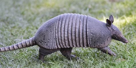 Armadillos Causing Leprosy in Florida - Business Insider