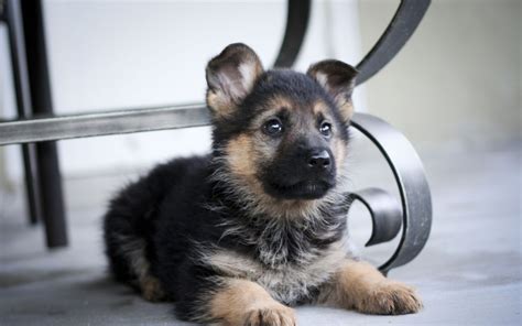 German Shepherd Puppy - Wallpaper, High Definition, High Quality, Widescreen