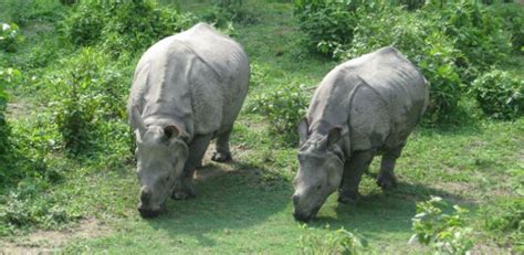 Chitwan National Park | Jungle Safari in Nepal