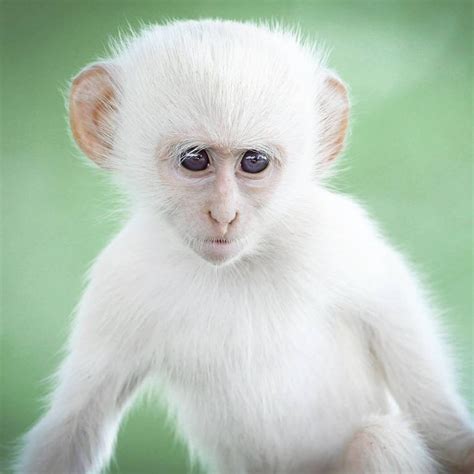 Characteristics of Rare Albino Monkey | Facts and Information