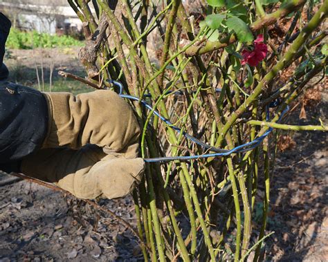 Winterizing roses: how to help your plants in cold weather | Gardeningetc