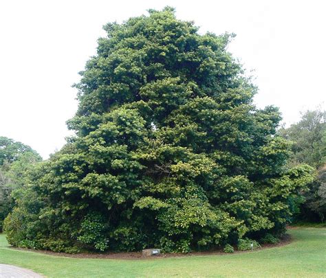 Podocarpus latifolius - Real Yellowwood - Indigenous South African Tre | Seeds for Africa