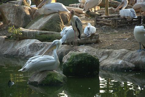 Jurong Bird Park