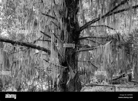 Africa Tanzania Kilimanjaro National Park Moss hangs from tree branches in forest along trail ...