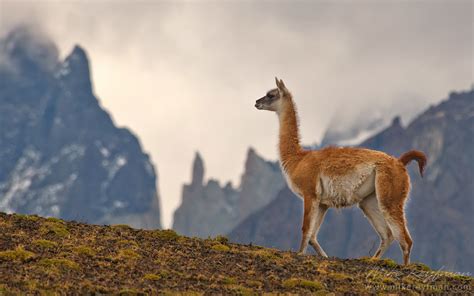 Guanaco (Lama guanicoe) standing on hill top. Torres del Paine National Park, Magallanes and ...