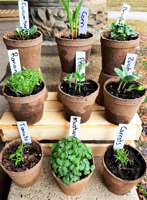 Herb Garden Kit Indoor Herb Garden Kit Gardening Gift | Etsy in 2021 | Herb garden kit, Garden ...