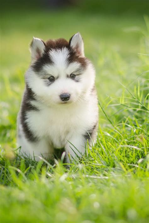 husky puppy photos | Miniature husky, Puppies, Training your dog