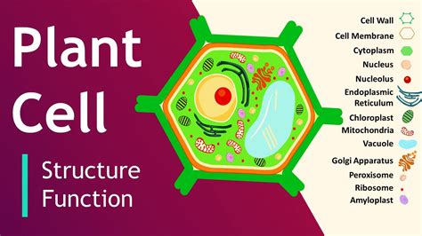 Plant cell Structure and Function | Plant Cell Model | Basic Science ...