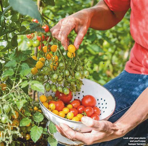 Tomato Growing Tips And Complete Growing Guide