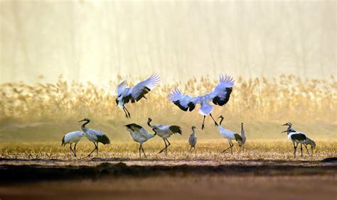 Red-Crowned Crane: Is This An Endangered Species?