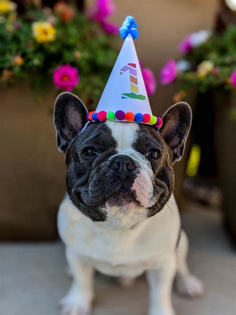 French bulldog birthday party | Birthday, French bulldog, 2nd birthday