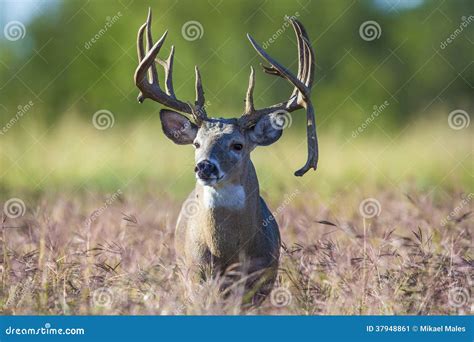 The biggest buck ever stock image. Image of aggression - 37948861