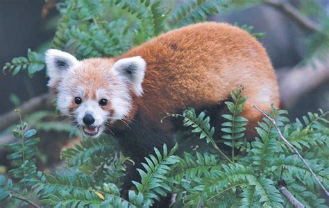 Scientists Will Help Conservation of Red Pandas By Using GPS Collars - Small Joys