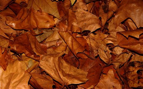 Dry Leaf Wallpapers - Top Free Dry Leaf Backgrounds - WallpaperAccess