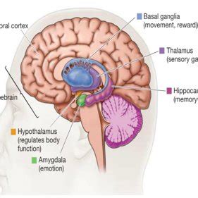 Structure of subthalamic nucleus | Download Scientific Diagram