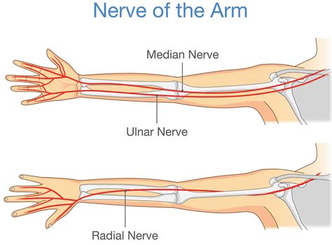 Pin by antonia cassar on Neropathy in 2020 | Ulnar nerve, Nerve anatomy, Nerve