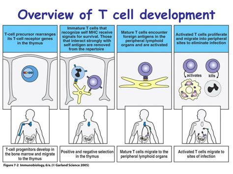 PPT - Lymphocyte development and survival Chapter 7 PowerPoint Presentation - ID:154382