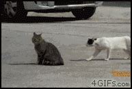 stealth kitty gif | WiffleGif