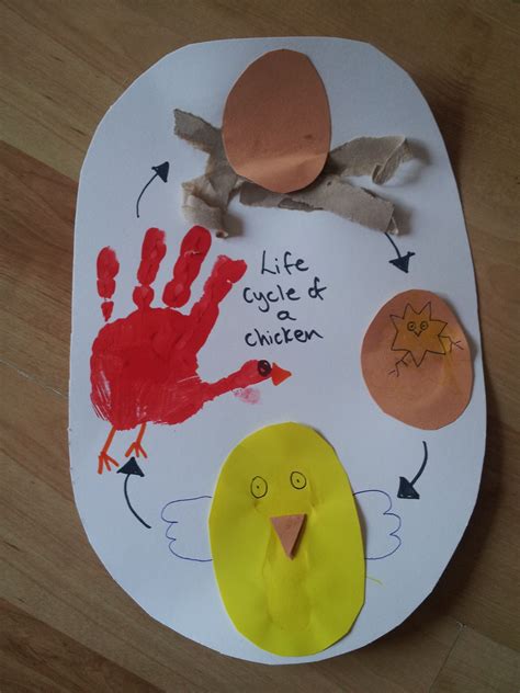 Life Cycle Of A Chicken Craft - Printable Online