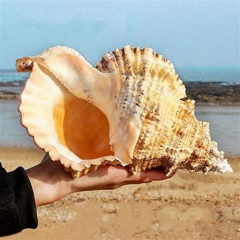 Natural Conch Shell Furnishing Marine Decoration Lovely Large - Etsy