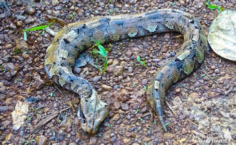 Gabon Viper Snake in Congo | AfricaHunting.com