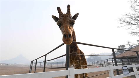 Pets, animals and owners escape California wildfires