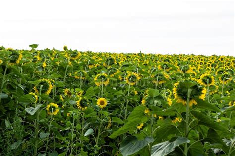 Sunflower Blooms in the Fields of Ukraine Stock Image - Image of ...