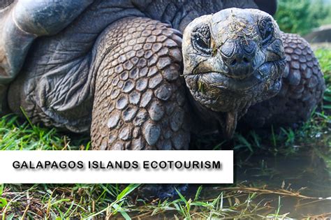 Ecotourism in Galapagos Islands: discover new destination