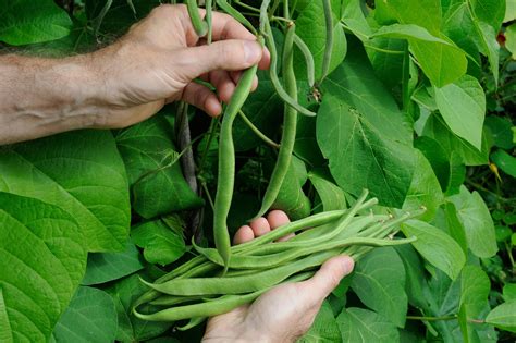 Runner Beans – Grow Guide - gardenersworld.com