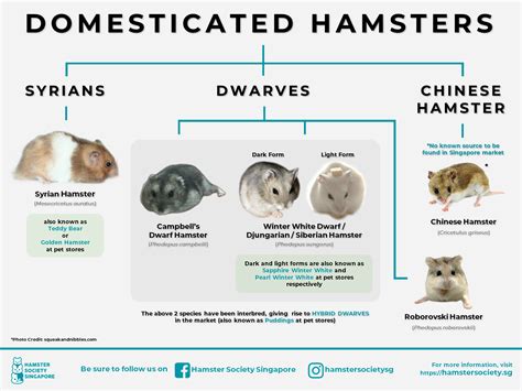 Different Types Of Hamsters For Pets - Pets Retro